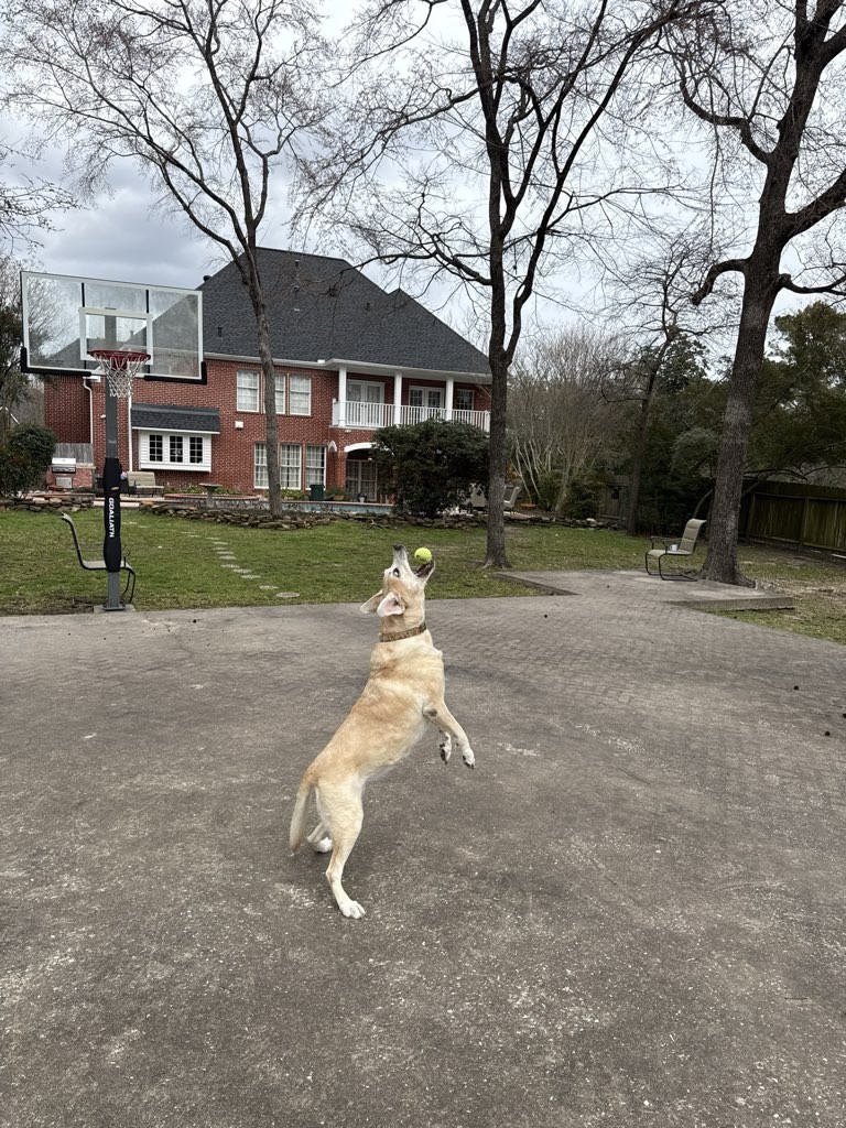 Happy dog playing during pet sitting visit in The Woodlands, TX