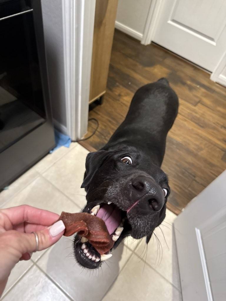 Pet sitter giving treats during in-home pet care visit in The Woodlands